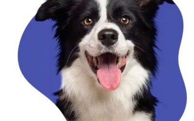 Animal Liability Insurance